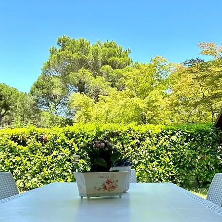 Seashell Lignano Sabbiadoro