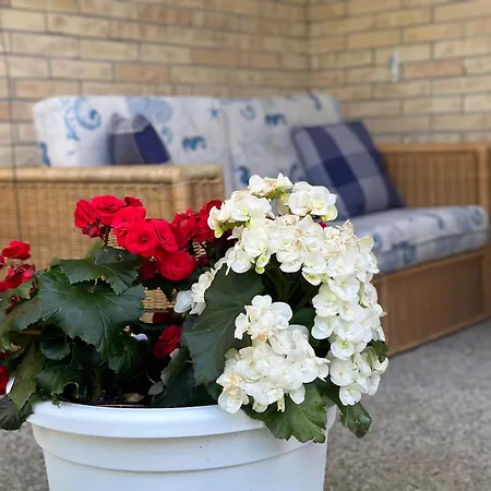 Seashell * Lignano Sabbiadoro